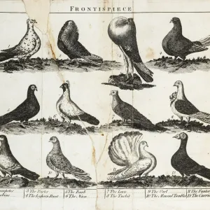 Twelve Breeds of Pigeon Print, circa 1804