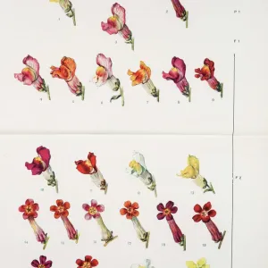 Antirrhinum majus Print, 1919