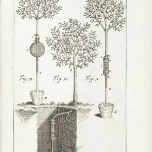 Experiment on an Apple Tree Print, 1738-40