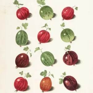 Gooseberry Varieties Print, 1817