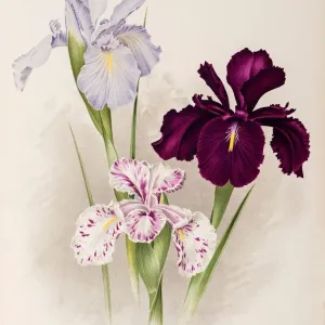 Iris xiphioides, Anglica Iris Print (1899-1901)