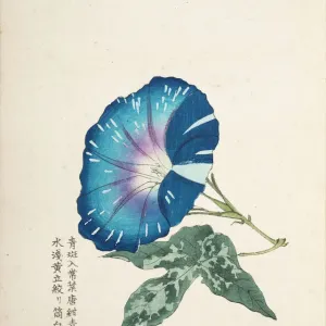 Japanese Morning Glory Print, 1902