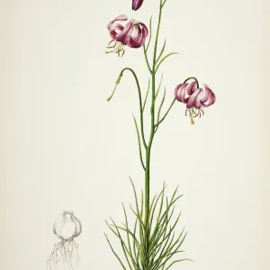 Lilium cernuum Hand Coloured Lithograph Print 1933