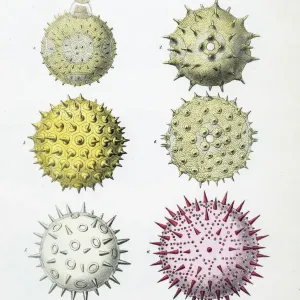 Pollen Grains Print, Chromolithograph, 1837
