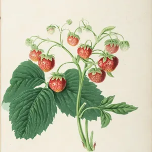 Wilmots Late Scarlet Strawberry Print, 1818