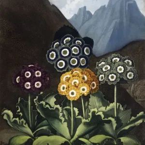 A Group of Auriculas Engraved Print, 1803 A Group of Auriculas Engraved Print, 1803