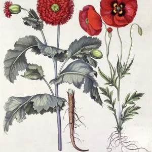 Basilius Besler's Papaver Print, 1613 Basilius Besler's Papaver Print, 1613