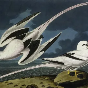 John James Audubon's Tropic Bird Print, 1827-1838 John James Audubon's Tropic Bird Print, 1827-1838