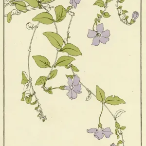 Kleiner Blaugrauweinblume Kleiner Blaugrauweinblume