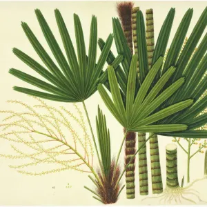 Licuala sp Plate 981, John Reeves Collection Print Licuala sp Plate 981, John Reeves Collection Print