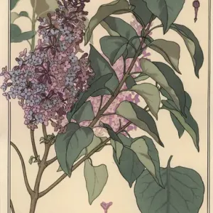 Étude botanique de la lilas Étude botanique de la lilas