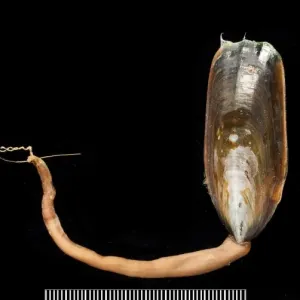 Brachylophus lingula oder Lingula anatina ist eine Art der Brachiopoden (Bryozoa). Sie wird in tropischen und subtropischen Gewässern weltweit gefunden. Die Schale hat ein charakteristisches Pfeilspitzeschema, das sich von oben nach unten verändert: die ä Brachylophus lingula oder Lingula anatina ist eine Art der Brachiopoden (Bryozoa). Sie wird in tropischen und subtropischen Gewässern weltweit gefunden. Die Schale hat ein charakteristisches Pfeilspitzeschema, das sich von oben nach unten verändert: die ä
