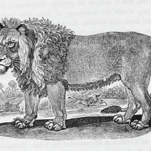 African Lion Print (Bewick) Felis leo