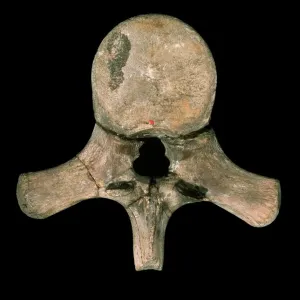 Liopleurodon Vertebra Print, Kimmeridge Fossil Discovery Liopleurodon Vertebra Print, Kimmeridge Fossil Discovery