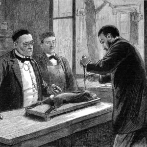 Luís Pasteur experimentando con un conejo anestesiado con cloroformo Luís Pasteur experimentando con un conejo anestesiado con cloroformo