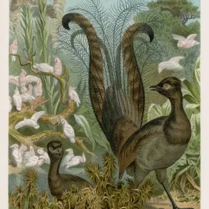 Lyrebird Print: A Male Menura superba in Display Plumage Lyrebird Print: A Male Menura superba in Display Plumage