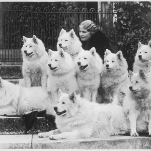 M Keyte Perry with 10 Samoyeds in Arctic-themed print M Keyte Perry with 10 Samoyeds in Arctic-themed print