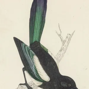 Print of a Magpie (Pica pica) by William Morris Print of a Magpie (Pica pica) by William Morris