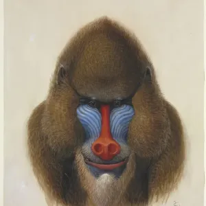 Mandrill