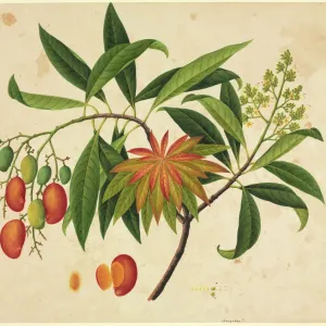 Mangifera indica, Mango Print from John Reeves Collection Mangifera indica, Mango Print from John Reeves Collection