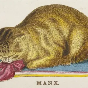 Print of a First Prize Winning Manx Cat Print of a First Prize Winning Manx Cat
