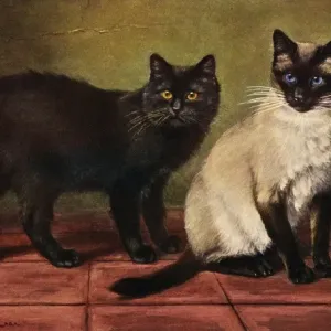 Manx and Siamese Cats Print, 1903 Manx and Siamese Cats Print, 1903