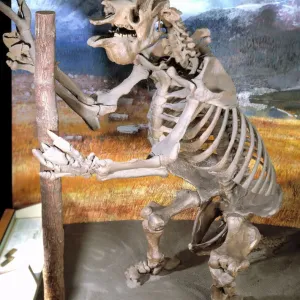 Megatherium, Giant Ground Sloth Skeleton Print Megatherium, Giant Ground Sloth Skeleton Print