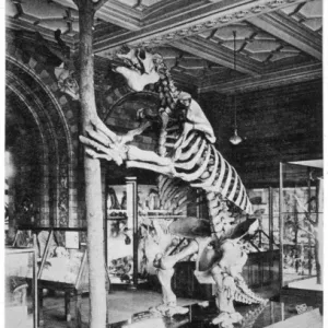Megatherium Skeleton Print, 18ft Ground Sloth Megatherium Skeleton Print, 18ft Ground Sloth