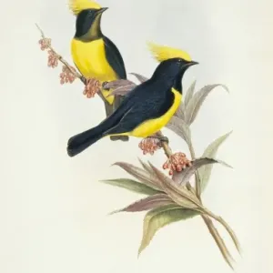 Hand-coloured lithograph Print of a Sultan Tit Hand-coloured lithograph Print of a Sultan Tit