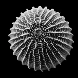 Moth Egg SEM Image Print (x 90) Moth Egg SEM Image Print (x 90)