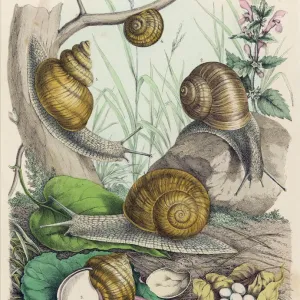 Schnecken Verwandte Bilder