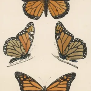 Monarch Butterfly Print Monarch Butterfly Print