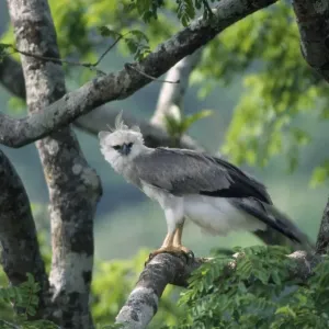 Aigle philippin mangeur d'éléphant-babouin - dans un arbre Aigle philippin mangeur d'éléphant-babouin - dans un arbre