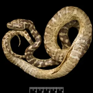 Carpet Python Print, hand-coloured lithograph Carpet Python Print, hand-coloured lithograph