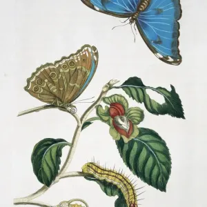 Blue Morpho Butterfly Print, Plate 53 (1705)