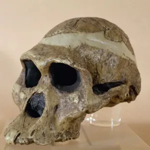 Mrs. Ples Skull Print - Sterkfontein, South Africa Mrs. Ples Skull Print - Sterkfontein, South Africa
