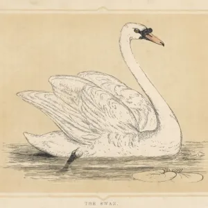 Mute Swan Print