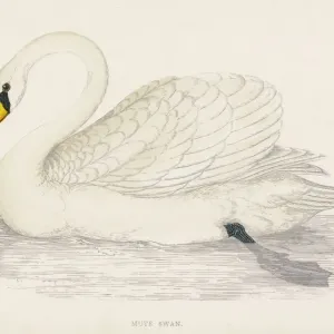 Mute Swan Print, Cygnus olor Waterbird Mute Swan Print, Cygnus olor Waterbird