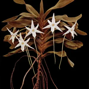 Angraecum sesquipedale Print, 1981