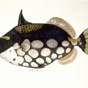 Clown Triggerfish Print, Plate 178 (LS)