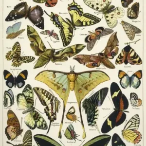 Decorative Butterflies Print, 1913