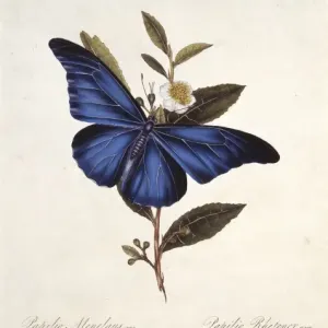 Blue Morpho Butterfly Print from Donovan's Insects of China