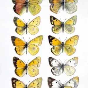 Clouded Yellow Butterfly Print by Brian Hargreaves