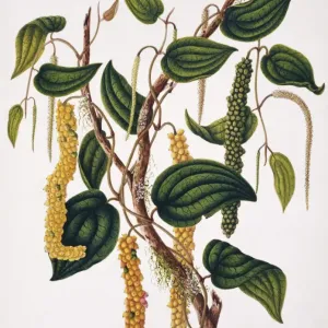Piper nigrum Print, Natural History Museum