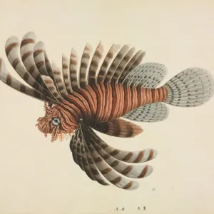 Pterois volitans, Red Lionfish Print (Plate 112)