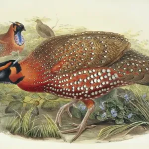 Satyr Tragopan Print, John Gould's The Birds of Asia, Vol. 7 (1850-83)
