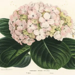 Grandiflora di bigio, Hydrangea macrophylla