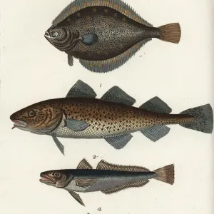 Atlantic Fish Species Print, 1792