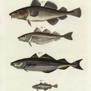 Fish Species Print, Friedrich Bertuchs, 1798 Fish Species Print, Friedrich Bertuchs, 1798