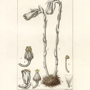 Ghost Plant or Indian Pipe, Monotropa uniflora Print, 1837